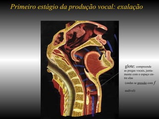 Primeiro estágio da produção vocal: exalação     glote:  compreende    as pregas vocais, junta-   mente com o espaço en-   tre elas    (ondas se  pressão  com  f    audível) 