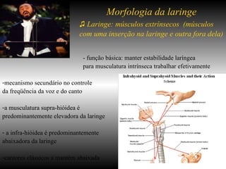♫   Laringe: músculos extrínsecos  (músculos com uma inserção na laringe e outra fora dela)   - função básica: manter estabilidade laríngea para musculatura intrínseca trabalhar efetivamente mecanismo secundário no controle  da freqüência da voz e do canto  a musculatura supra-hióidea é  predominantemente elevadora da laringe  a infra-hióidea é predominantemente  abaixadora da laringe cantores clássicos a mantém abaixada  Morfologia da laringe 