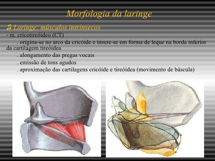 Quais Estruturas Estão Envolvidas Na Produção Do Som