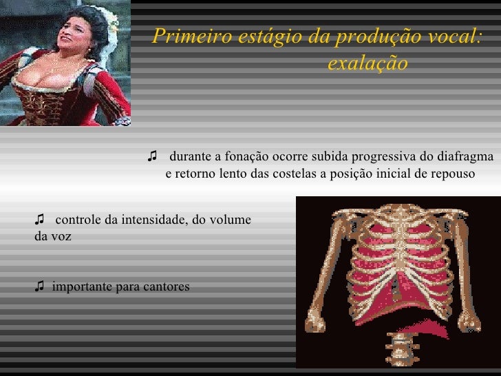 Quais Estruturas Estão Envolvidas Na Produção Do Som