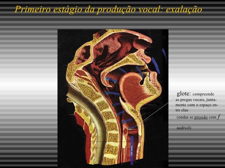 Quais Estruturas Estão Envolvidas Na Produção Do Som