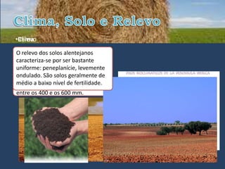 •Relevo
•Clima
O relevoapresenta características
  clima dos solos alentejanos
mediterrânicas e
caracteriza-se por ser bastante
continentais, sendo
uniforme: peneplanície, levemente
predominantemente quente e seco.
ondulado. São solos geralmente de
A precipitação é fraca e predomina
médio a baixo Inverno, variando
nos meses de nível de fertilidade.
entre os 400 e os 600 mm.
 