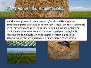 • Monocultural
No Alentejo, predominam as explorações de média e grande
                                  • Sistema extensivo
dimensão e parcelas vastas de forma regular que, embora atualmente
se encontrem vedadas por sebes metálicas, na sua maioria eram,
tradicionalmente, campos abertos – sem qualquer vedação. No
Alentejo predomina, de um modo geral, o sistema extensivo,
associado aos campos abertos e ao povoamento concentrado.
 