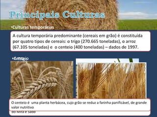 •Culturas temporárias
A cultura temporária predominante (cereais em grão) é constituída
por quatro tipos de cereais: o trigo (270.665 toneladas), o arroz
(67.105 toneladas) e o centeio (400 toneladas) – dados de 1997.

•Centeio
•Arroz
• Trigo




A cultura de uma planta arrozquanto aos solos ereduz a Precisa de uma estaçãogrande
O principal exigênciaexigente é umcujo grão se clima. farinha panificável, de seca e
  centeio é trigo é do herbácea, clima quente e muito húmido. Cresce em
quente para se dar no caso do Alentejo, encontra-se nas planícies aluviais das bacias
terrenos alagados, a sua maturação
valor nutritivo
do Mira e Sado
 