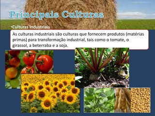 •Culturas industriais
 As culturas industriais são culturas que fornecem produtos (matérias
 primas) para transformação industrial, tais como o tomate, o
 girassol, a beterraba e a soja.
 