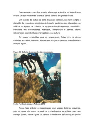 Contrastando com a foto anterior vê-se aqui a planície no Mato Grosso
do Sul, um solo muito mais favorável para a colheita em grande escala.
Um aspecto da cultura da cana-de-açúcar no Brasil, que nem sempre é
discutido diz respeito às condições de trabalho existentes nas plantações, os
salários, as épocas de colheita, os equipamentos de segurança, maquinário,
transporte dos trabalhadores, habitação, alimentação e demais fatores
relacionados aos indivíduos empregados nessa cultura.
As casas construídas para os empregados, feitas com os piores
materiais, moradias precárias, apenas para abrigar as pessoas, não ofereciam
conforto algum.
Figura 06: Colheita da cana antes da mecanização
Fonte: Fundação Joaquim Nabuco, 2010
Nessa fase anterior à mecanização eram usados tratores pequenos,
para os quais não eram necessários conhecimentos específicos para seu
manejo, porém, nessa Figura 06, vemos o trabalhador sem qualquer tipo de
 