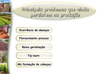 Ocorrência de doenças
Baixa germinação
Má formação de cabeças
Florescimento precoce
Tip-burn
 