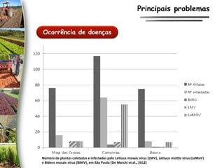 Ocorrência de doenças
Principais problemas
Número de plantas coletadas e infectadas pelo Lettuce mosaic virus (LMV), Lettuce mottle vírus (LeMoV)
e Bidens mosaic vírus (BiMV), em São Paulo (De Marchi et al., 2012)
 