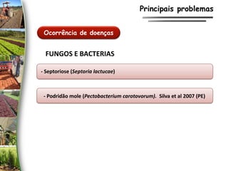 Principais problemas
Ocorrência de doenças
FUNGOS E BACTERIAS
- Septoriose (Septoria lactucae)
- Podridão mole (Pectobacterium carotovorum). Silva et al 2007 (PE)
 