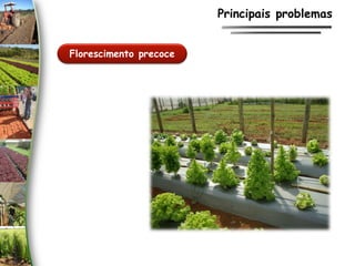 Florescimento precoce
Principais problemas
 