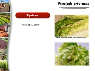 Tip-burn
Principais problemas
Fonte: Smith et al., Salinas Valley Agriculture, 2011
Mota et al., 2002
 