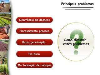 Ocorrência de doenças
Baixa germinação
Má formação de cabeças
Florescimento precoce
Principais problemas
Tip-burn
Como diminuir
estes problemas
 