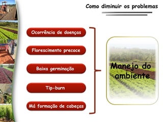 Como diminuir os problemas
Ocorrência de doenças
Baixa germinação
Má formação de cabeças
Florescimento precoce
Tip-burn
Manejo do
ambiente
 