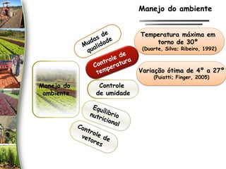 Manejo do
ambiente
Temperatura máxima em
torno de 30º
(Duarte, Silva; Ribeiro, 1992)
Controle
de umidade
Variação ótima de 4º a 27º
(Puiatti; Finger, 2005)
Manejo do ambiente
 