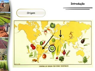 Origem
Introdução
 