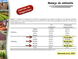 77,57 dias
84,36 dias
84,43 dias
Diamante et al., 2013
Manejo do ambiente
 