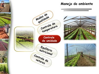 Manejo do
ambiente
Controle
de umidade
Manejo do ambiente
 