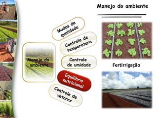 Manejo do
ambiente
Controle
de umidade Fertirrigação
Manejo do ambiente
 