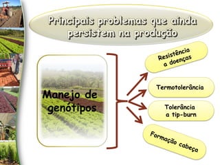 Termotolerância
Manejo de
genótipos Tolerância
a tip-burn
 