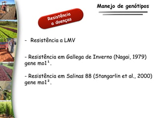 - Resistência a LMV
- Resistência em Gallega de Inverno (Nagai, 1979)
gene mo1¹.
Manejo de genótipos
- Resistência em Salinas 88 (Stangarlin et al., 2000)
gene mo1².
 