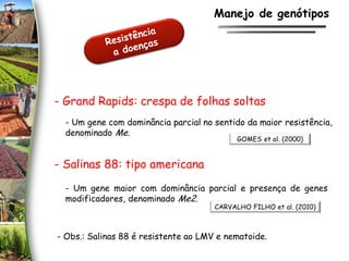 - Grand Rapids: crespa de folhas soltas
- Salinas 88: tipo americana
- Um gene com dominância parcial no sentido da maior resistência,
denominado Me.
- Um gene maior com dominância parcial e presença de genes
modificadores, denominado Me2.
GOMES et al. (2000)
CARVALHO FILHO et al. (2010)
Manejo de genótipos
- Obs.: Salinas 88 é resistente ao LMV e nematoide.
 