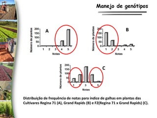 Distribuição de frequência de notas para índice de galhas em plantas das
Cultivares Regina 71 (A), Grand Rapids (B) e F2(Regina 71 x Grand Rapids) (C).
A B
C
Manejo de genótipos
 