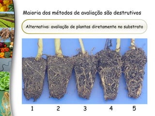 1 2 3 4 5
Alternativa: avaliação de plantas diretamente no substrato
Maioria dos métodos de avaliação são destrutivos
 