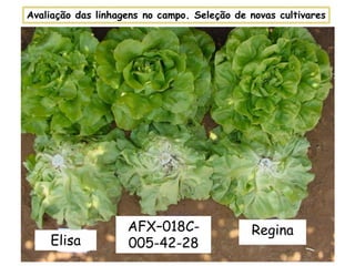 Elisa
AFX–018C-
005-42-28
Regina
Avaliação das linhagens no campo. Seleção de novas cultivares
 