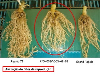 Regina 71 AFX–018C-005-42-28 Grand Rapids
Avaliação do fator de reprodução
 