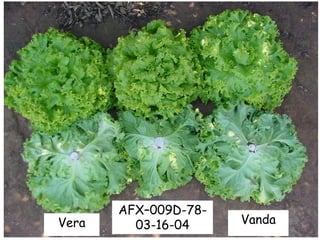 Vera
AFX–009D-78-
03-16-04 Vanda
 