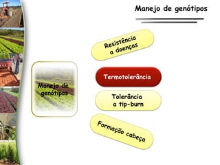 Manejo de
genótipos
Termotolerância
Tolerância
a tip-burn
Manejo de genótipos
 
