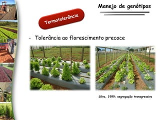 - Tolerância ao florescimento precoce
Silva, 1999: segregação transgressiva
Manejo de genótipos
 