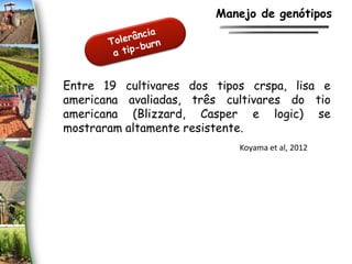 Entre 19 cultivares dos tipos crspa, lisa e
americana avaliadas, três cultivares do tio
americana (Blizzard, Casper e logic) se
mostraram altamente resistente.
Manejo de genótipos
Koyama et al, 2012
 