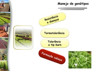 Manejo de
genótipos
Termotolerância
Tolerância
a tip-burn
Manejo de genótipos
 
