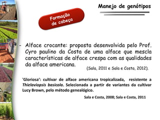 - Alface crocante: proposta desenvolvida pelo Prof.
Cyro paulino da Costa de uma alface que mescla
características de alface crespa com as qualidades
da alface americana.
Manejo de genótipos
(Sala, 2011 e Sala e Costa, 2012).
'Gloriosa‘: cultivar de alface americana tropicalizada, resistente a
Thielaviopsis basicola. Selecionada a partir de variantes da cultivar
Lucy Brown, pelo método genealógico.
Sala e Costa, 2008; Sala e Costa, 2011
 