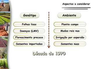 Folhas lisas
Doenças (LMV)
Florescimento precoce
Sementes importadas
Plantio campo
Mudas raiz nua
Irrigação por aspersão
Sementes nuas
Ambiente
Genótipo
Aspectos a considerar
 
