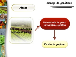 Alface
Espécie autógama
Linhagens puras
Necessidade de gerar
variabilidade genética
Escolha de genitores
Manejo de genótipos
 