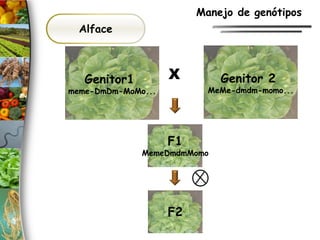 Alface
X
Genitor1
meme-DmDm-MoMo...
F1
MemeDmdmMomo
F2
Genitor 2
MeMe-dmdm-momo...
Manejo de genótipos
 