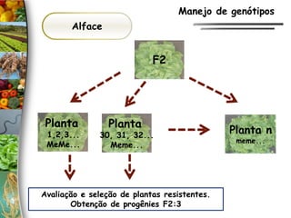 Alface
Planta
1,2,3...
MeMe...
Planta n
meme...
Planta
30, 31, 32...
Meme...
F2
Avaliação e seleção de plantas resistentes.
Obtenção de progênies F2:3
Manejo de genótipos
 