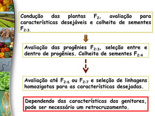 Avaliação das progênies F2:3, seleção entre e
dentro de progênies. Colheita de sementes F2:4
Condução das plantas F2, avaliação para
características desejáveis e colheita de sementes
F2:3.
Avaliação até F2:6 ou F2:7 e seleção de linhagens
homozigotas para as características desejadas.
Dependendo das características dos genitores,
pode ser necessário um retrocruzamento.
 