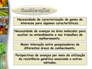 Necessidade de caracterização de genes de
interesse para algumas características.
Perspectivas de avanços por meio da utilização
da resistência genética associada a outros
métodos.
Maior interação entre pesquisadores de
diferentes áreas do conhecimento.
Necessidade de avanços na área molecular para
auxiliar no entendimento e nos trabalhos de
melhoramento.
 