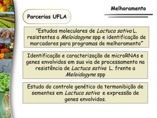 Parcerias UFLA
Melhoramento
Identificação e caracterização de microRNAs e
genes envolvidos em sua via de processamento na
resistência de Lactuca sativa L. frente a
Meloidogyne spp
“Estudos moleculares de Lactuca sativa L.
resistentes a Meloidogyne spp e identificação de
marcadores para programas de melhoramento”
Estudo do controle genético da termonibição de
sementes em Lactuca sativa e expressão de
genes envolvidos.
 