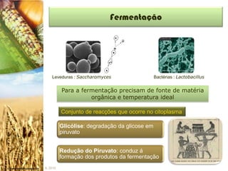 Fermentação




    Leveduras : Saccharomyces                   Bactérias : Lactobacillus


          Para a fermentação precisam de fonte de matéria
                    orgânica e temperatura ideal

          Conjunto de reacções que ocorre no citoplasma

          Glicólise: degradação da glicose em
          piruvato


          Redução do Piruvato: conduz á
          formação dos produtos da fermentação
IL 2010
 