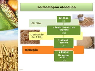 Fermentação alcoólica

                               Glicose
                                  (6C)
             Glicólise

                          2 Ácido pirúvico ou
                               Piruvato
                                  (3C)
            Libertação
             de 2 CO2
                              2 Aldeído
                               acético
                                  (2C)

          Redução
                               2 Etanol
                              Ou Álcool
                               etílico
                                 (2C)



IL 2010
 