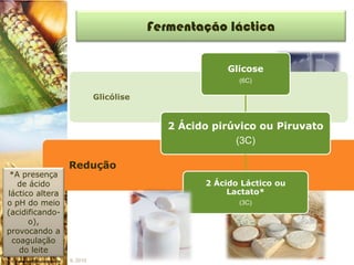 Fermentação láctica

                                                     Glicose
                                                       (6C)

                           Glicólise


                                          2 Ácido pirúvico ou Piruvato
                                                      (3C)

                 Redução
 *A presença
   de ácido                                     2 Ácido Láctico ou
láctico altera                                       Lactato*
o pH do meio                                           (3C)
(acidificando-
      o),
provocando a
 coagulação
   do leite
                 IL 2010
 