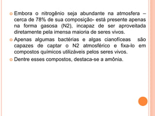  Embora o nitrogênio seja abundante na atmosfera –
cerca de 78% de sua composição- está presente apenas
na forma gasosa (N2), incapaz de ser aproveitada
diretamente pela imensa maioria de seres vivos.
 Apenas algumas bactérias e algas cianofíceas são
capazes de captar o N2 atmosférico e fixa-lo em
compostos químicos utilizáveis pelos seres vivos.
 Dentre esses compostos, destaca-se a amônia.
 