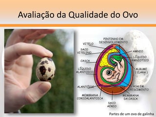 Avaliação da Qualidade do Ovo
Partes de um ovo de galinha
 