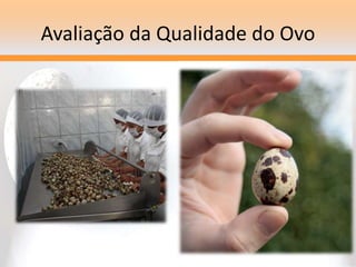 Avaliação da Qualidade do Ovo
 