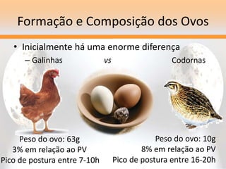 Formação e Composição dos Ovos
• Inicialmente há uma enorme diferença
– Galinhas vs Codornas
Peso do ovo: 63g
3% em relação ao PV
Pico de postura entre 7-10h
Peso do ovo: 10g
8% em relação ao PV
Pico de postura entre 16-20h
 