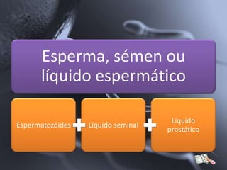 Esperma, sémen ou
      líquido espermático

                                     Líquido
Espermatozóides   Líquido seminal
                                    prostático
 